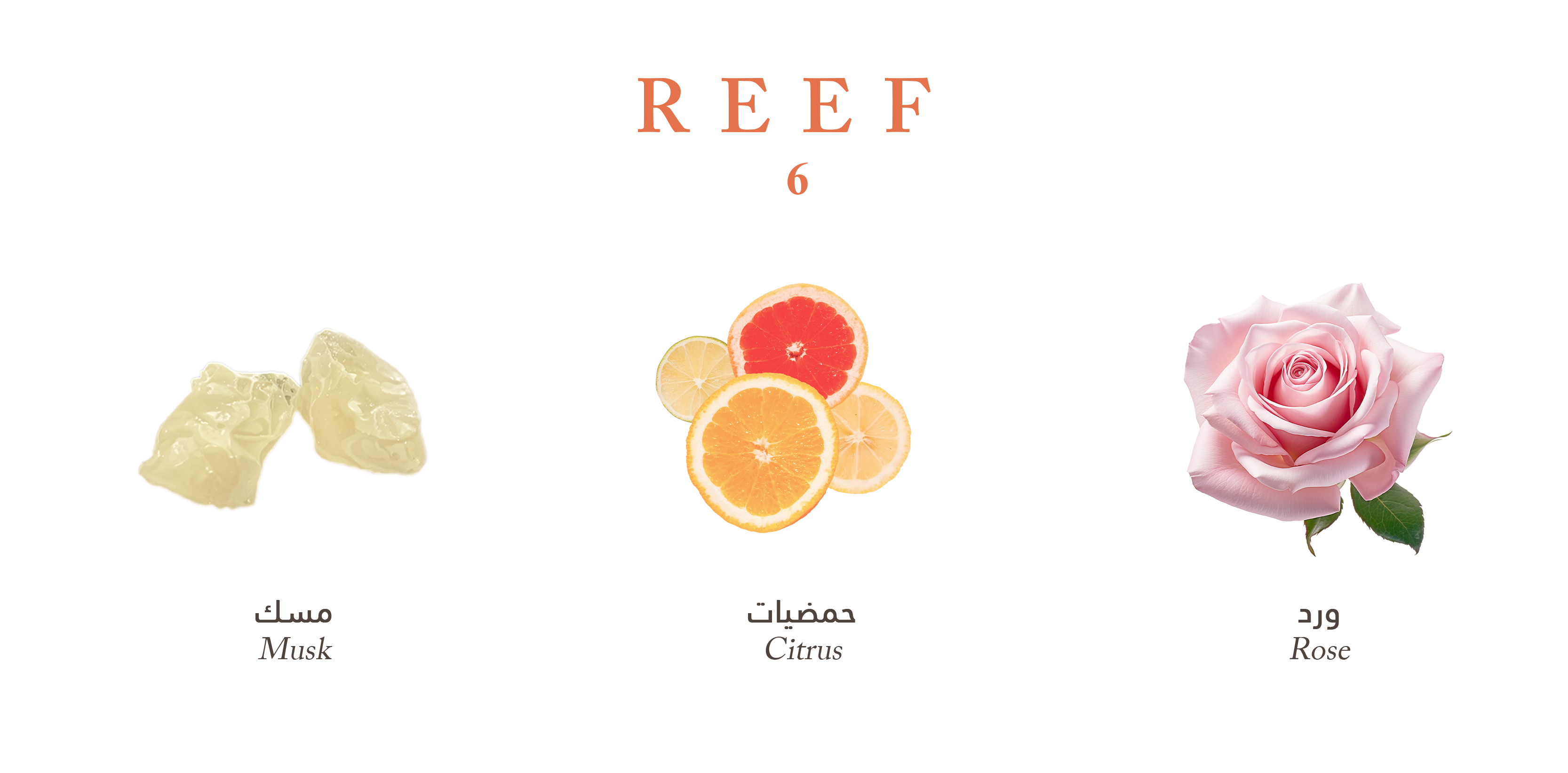 Reef 6